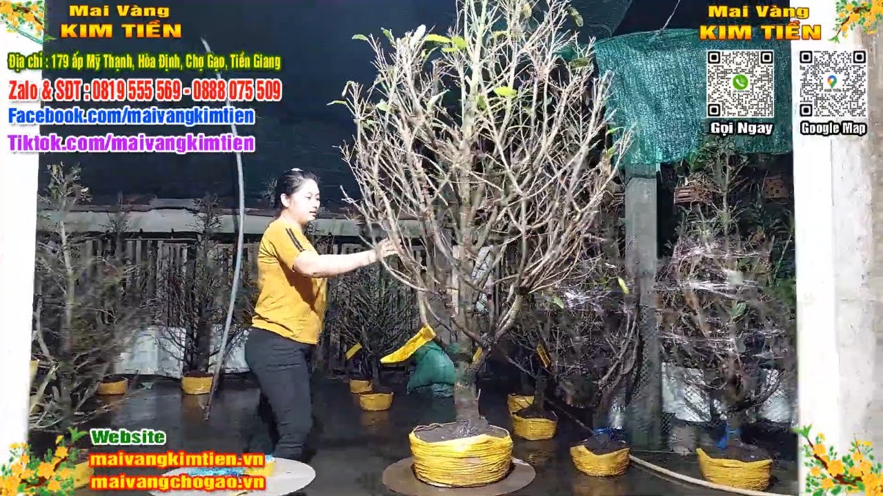 Phôi Mai Thủ Đức Giá Rẻ Bao Ship Bao Sống Toàn Quốc - Mai Vàng Kim Tiền Chợ Gạo