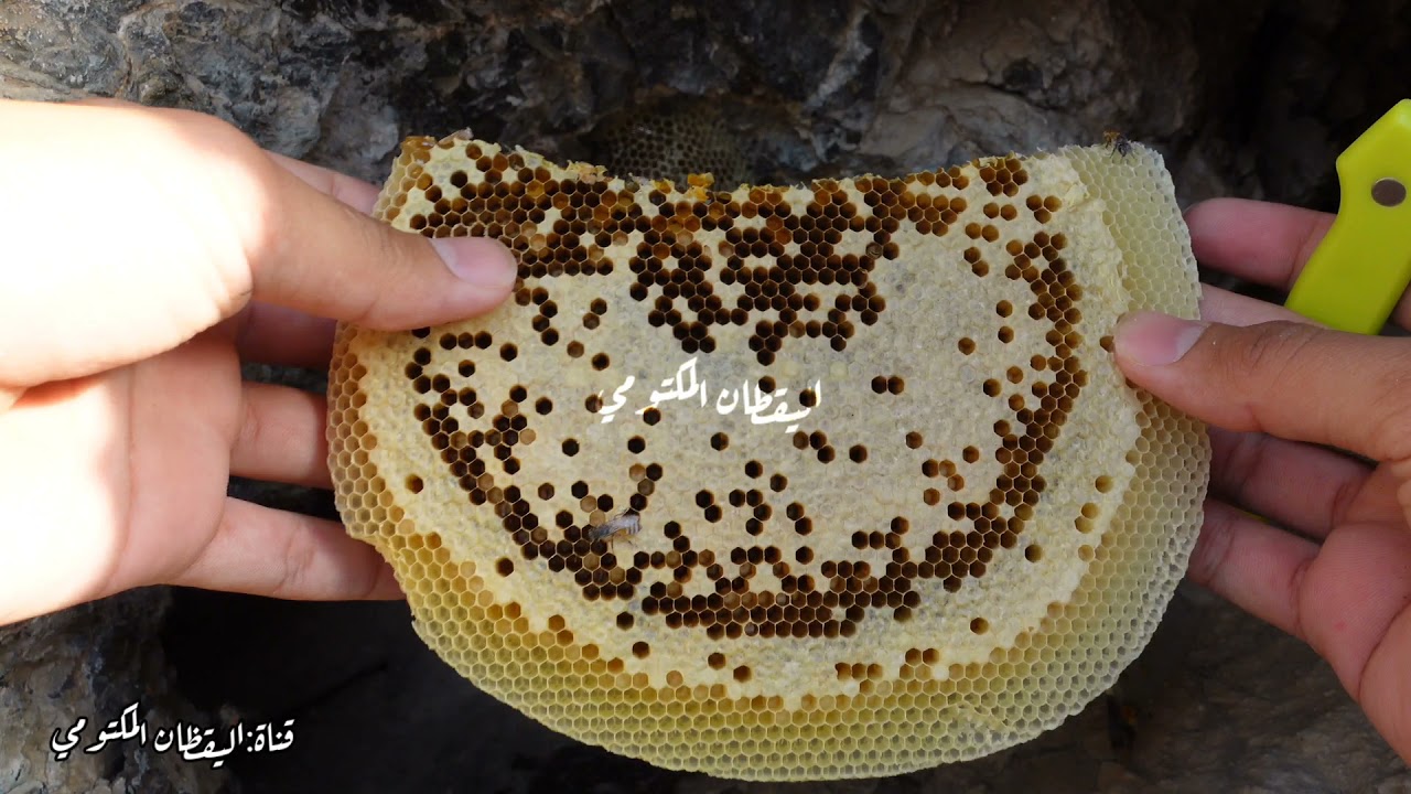 قص و نقل خلية نحل عماني أبو طويق مع راشد بن محمد المكتومي و خميس بن راشد العيسائي /موسم السمر ٢٠٢١