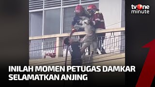 Aksi Petugas Damkar Selamatkan Anjing Terjebak Kebakaran Bikin Haru | tvOne Minute