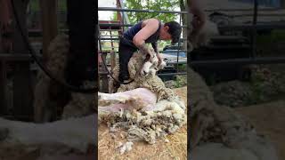 Big Sheep Small Problem Profile