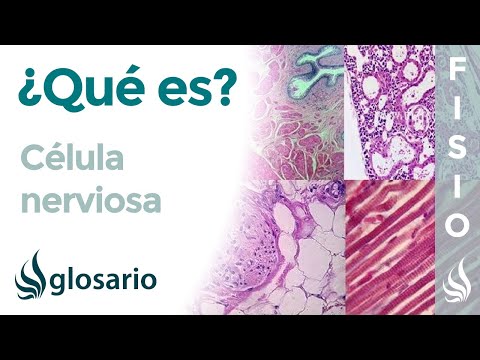 Vídeo: Diferencia Entre Células Musculares Y Células Nerviosas