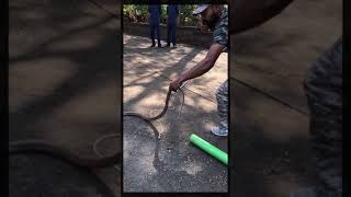cobra rescue 🐍 safe snake rescue and release