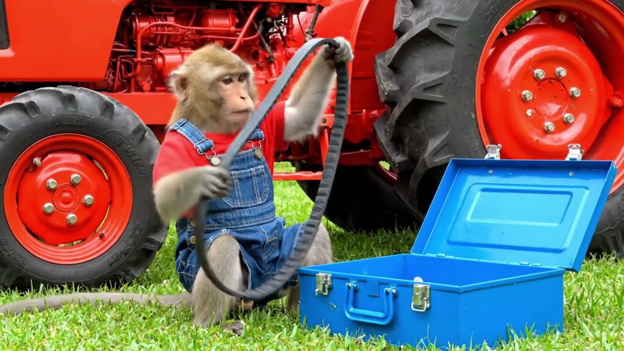 Muspy Apple Farm Turns CHAOTIC—A Sweet Buffalo Rescue on the Farm!