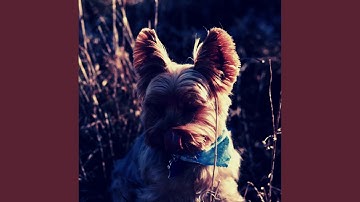 Pulsating Cute Puppies