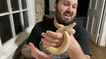 Meet the collection: part 8, My 2019 Male T+ albino Ivory Blood Python 🔥🔥