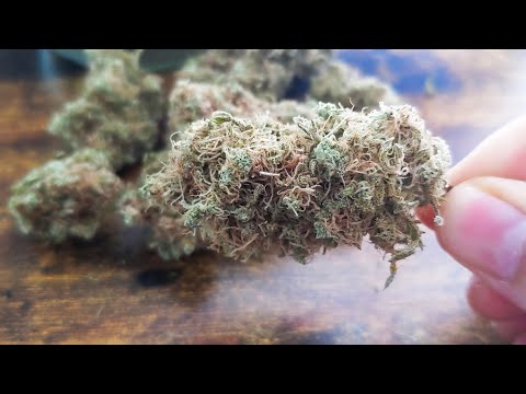 FREAKSHOW HARVEST RESULTS! EXOTIC CANNABIS OR BOOF?