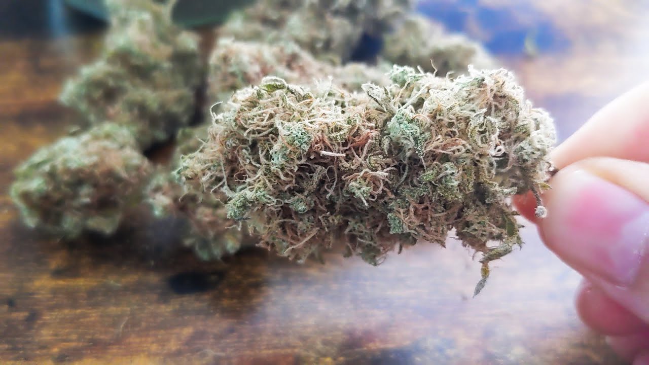 FREAKSHOW HARVEST RESULTS! EXOTIC CANNABIS OR BOOF?