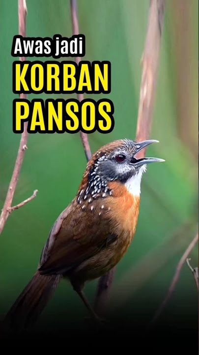 Ada yang sudah merawat burung ini? sharing yuk.. #kicaumania #burungviral #infoburung #tepuslurik