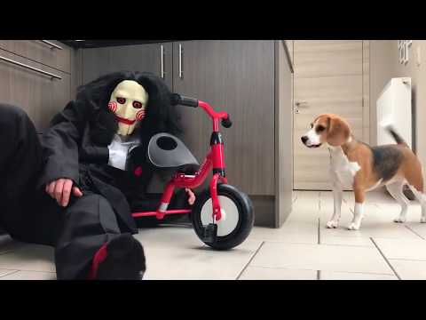 funny-beagles-get-pranked-with-halloween-costumes.