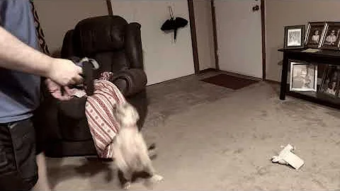 Taking Brownie for a walk