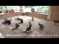 猫たちの爪とぎ部屋‼︎ みんなでごはんを食べて、かき氷も食べた