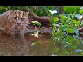 Fishing Cat Doing what it does best FISHING!