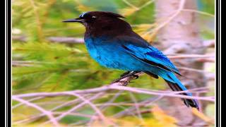 Download Lagu narretepasdechanter-par margo#2.AVI MP3