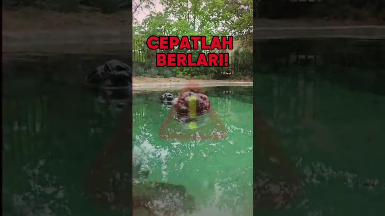 Hati-Hati! Batu Ini Bisa Gigit! 🐊⚠️