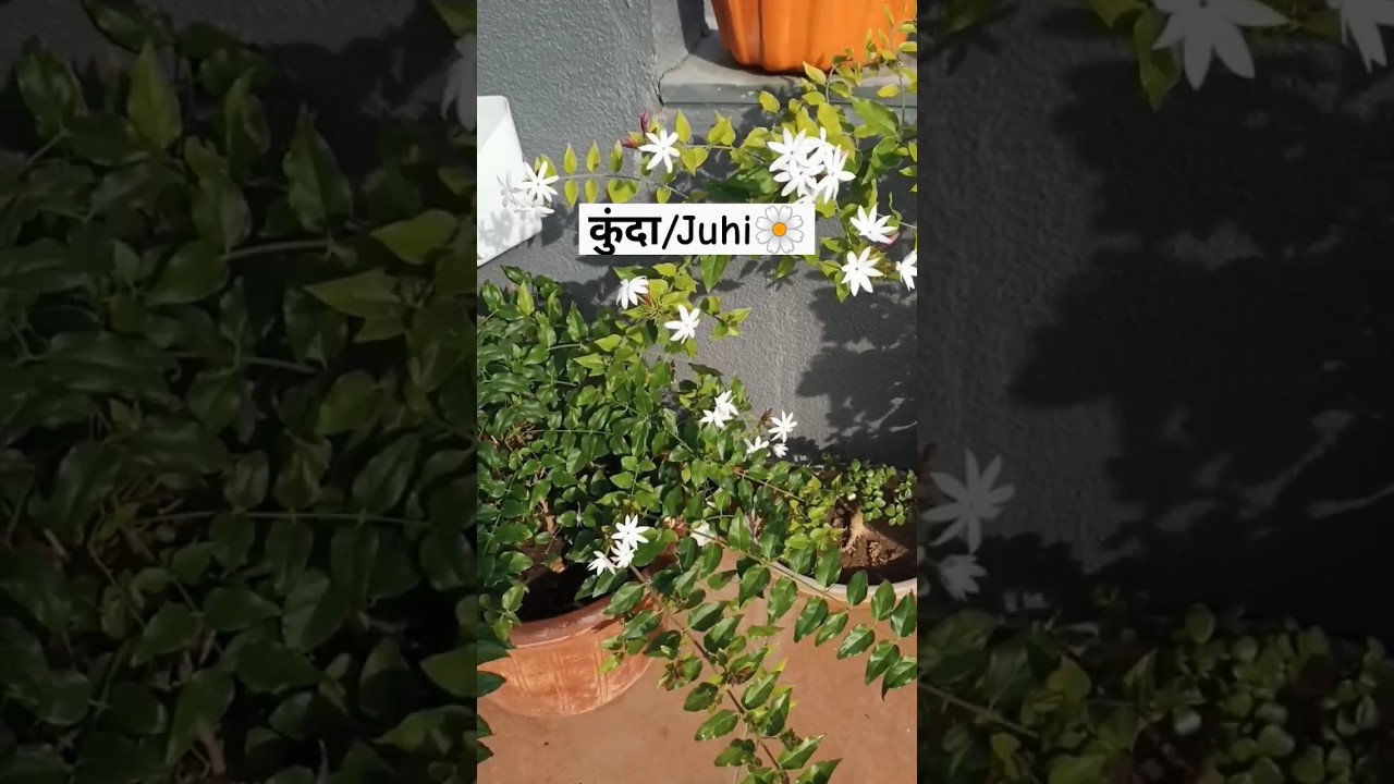 Juhi 🌼 Plant care 