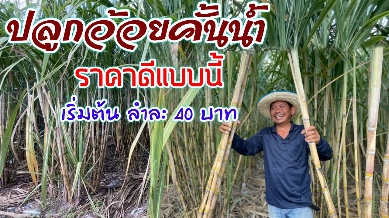 ปลูกอ้อยคั้นน้ำ สุพรรณบุรี 50 ใครๆก็ตามหา ไม้พอขาย ปลูกง่าย รายได้ดี | เกษตร | บ่าวยุทธพาจ้วด
