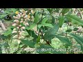 裏庭開拓びと　裏庭の蜜源植物