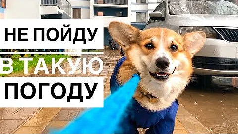 Собака не любит дождь😂 Не хочет гулять! Vlog