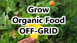 How To Grow Organic food OFF-GRID! Water Ram powered Aqua Culture and Green House!
