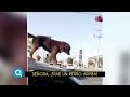 ¡Perro se va en el techo del auto de la señora! | Qué Importa