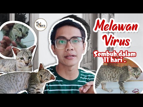 Video: Miopati Non-inflamasi Asal Endokrin Pada Kucing
