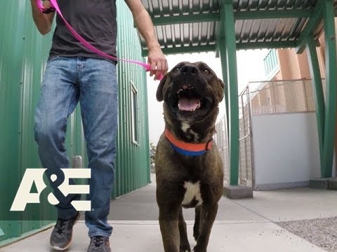 Download Dogs of War: Crash the American Pit Bull Mix (Season 1, Episode 2) | A&E
