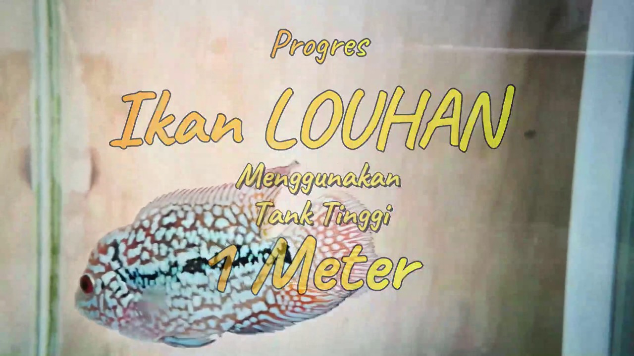 Progres Ikan Louhan  Kamfa F3 dari Burayak menggunakan 