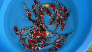 202503 SP-X455 Koshiji Tosai Tateshita Showa 20-26 cm 30pcs WYSIWYG