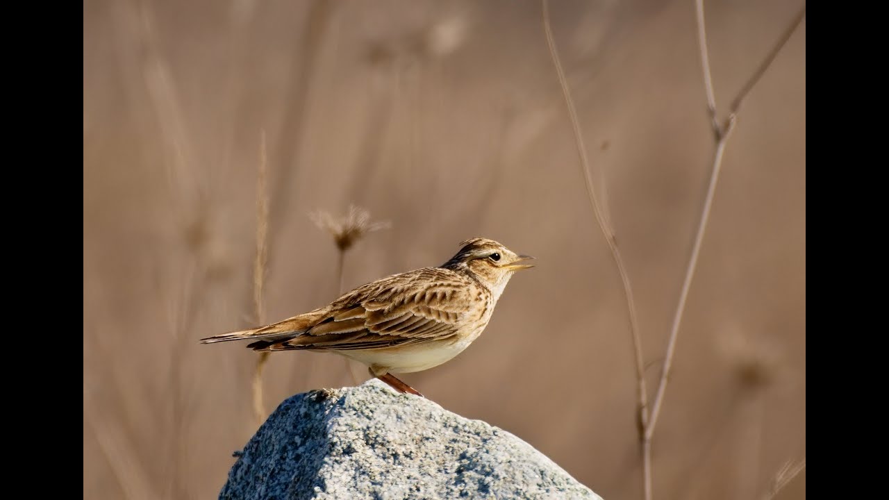 Škovránok poľný 2025