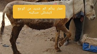 عرج حمارة شديد//سوسة الحافر//خطورة العرج //العرج في الحافر