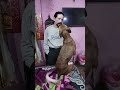 #dogs #doggielife #viral #funnydogs #funny #funnyanimals #pets #love #care #cute #music #soft #sweet