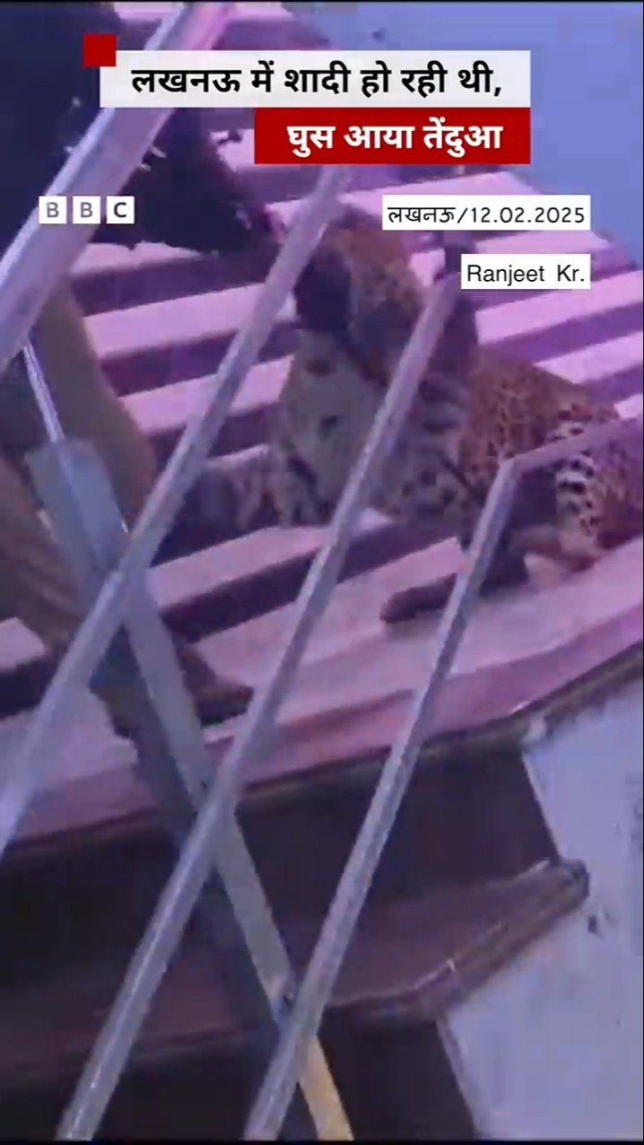 लखनऊ में शादी हो रही थी, घुस आया तेंदुआ #leopard #lucknow #shorts    (BBC Hindi)