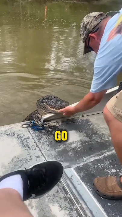 Guy shoos away gator #animals #viral #funnyvideo