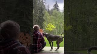 The most meaningful #ConnectedDogs