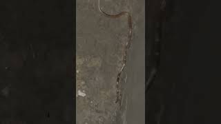 Lycodon Aulicus Snake