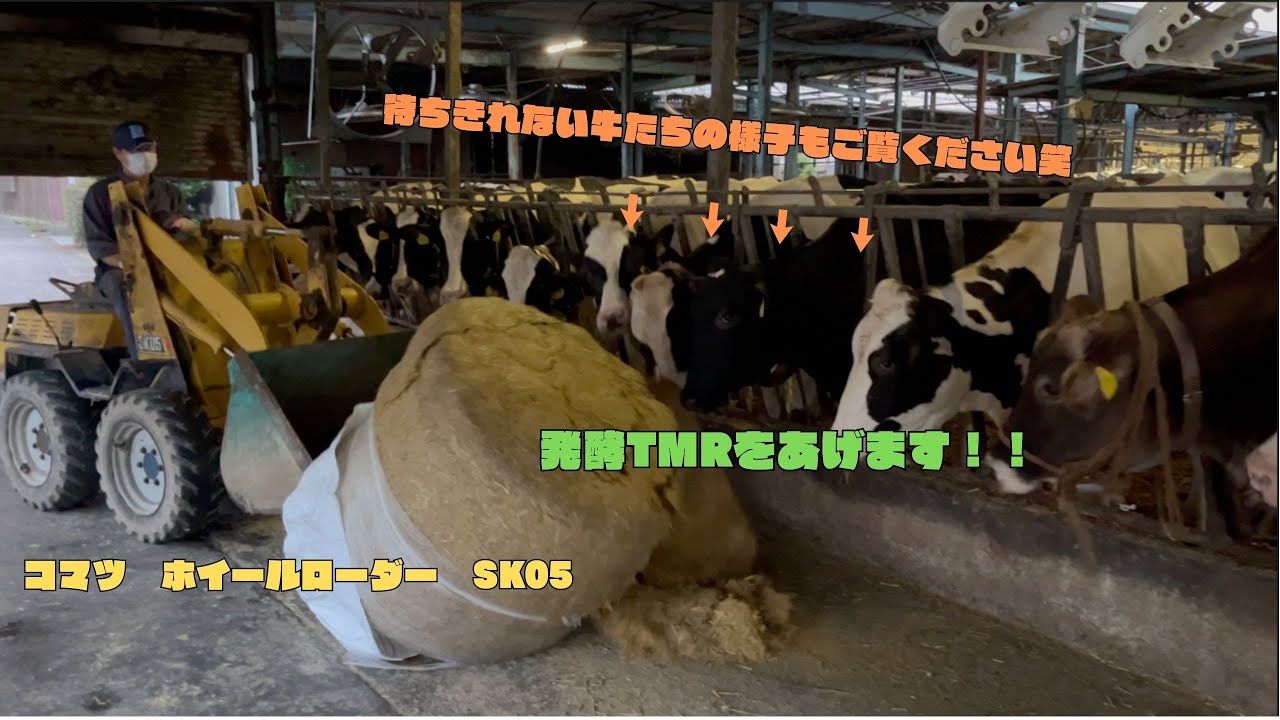 【酪農家の日常】牛の餌やり（コマツのホイールローダーで発酵TMRをあげます！）