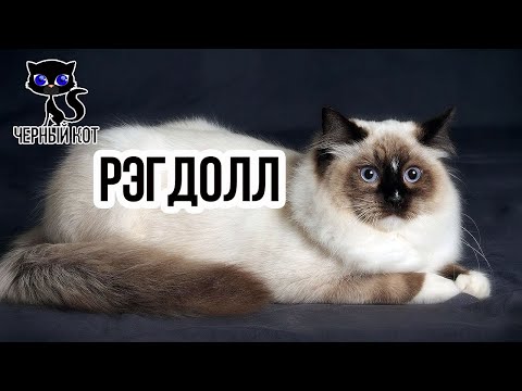 ✔ Кошка рэгдолл крупная кошка с миролюбивым характером