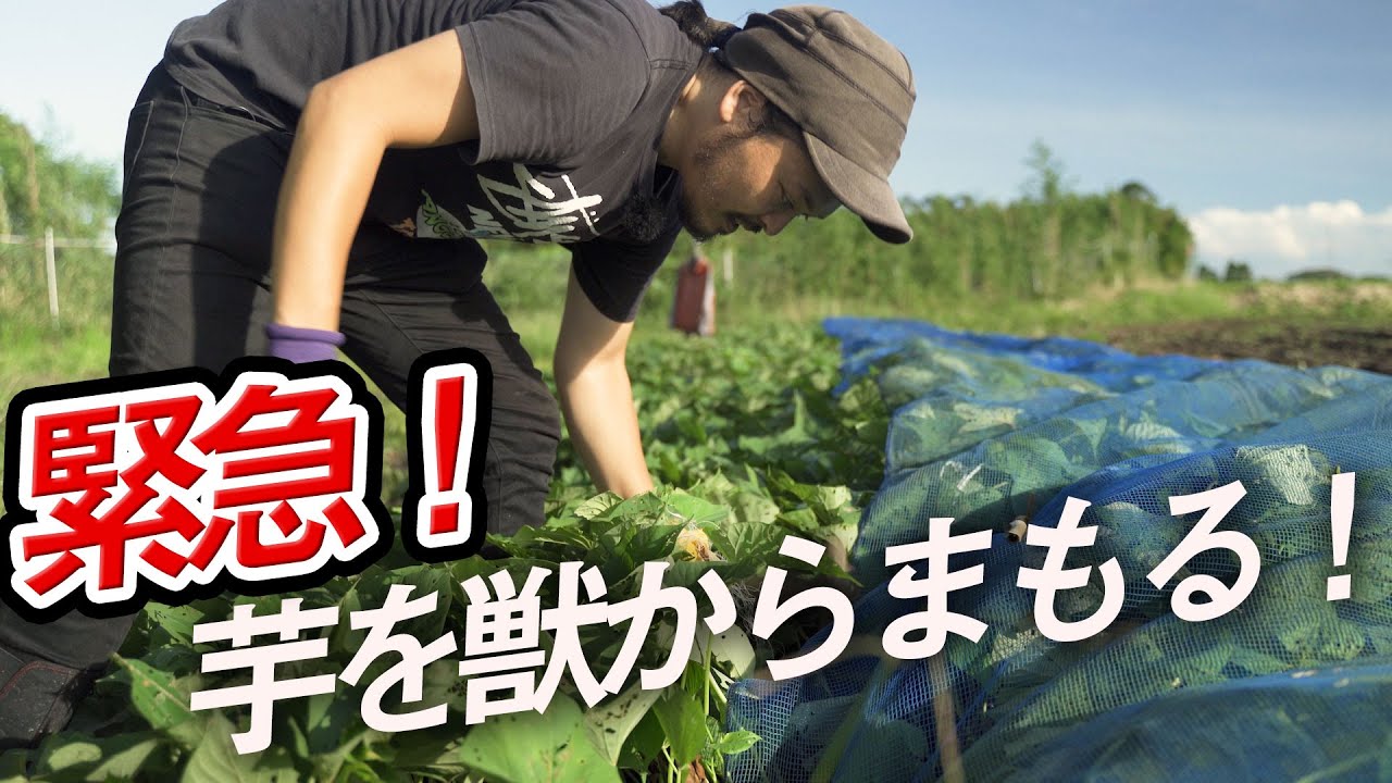 【緊急】サツマイモが猿にやられたのでネットを張ってガードしました