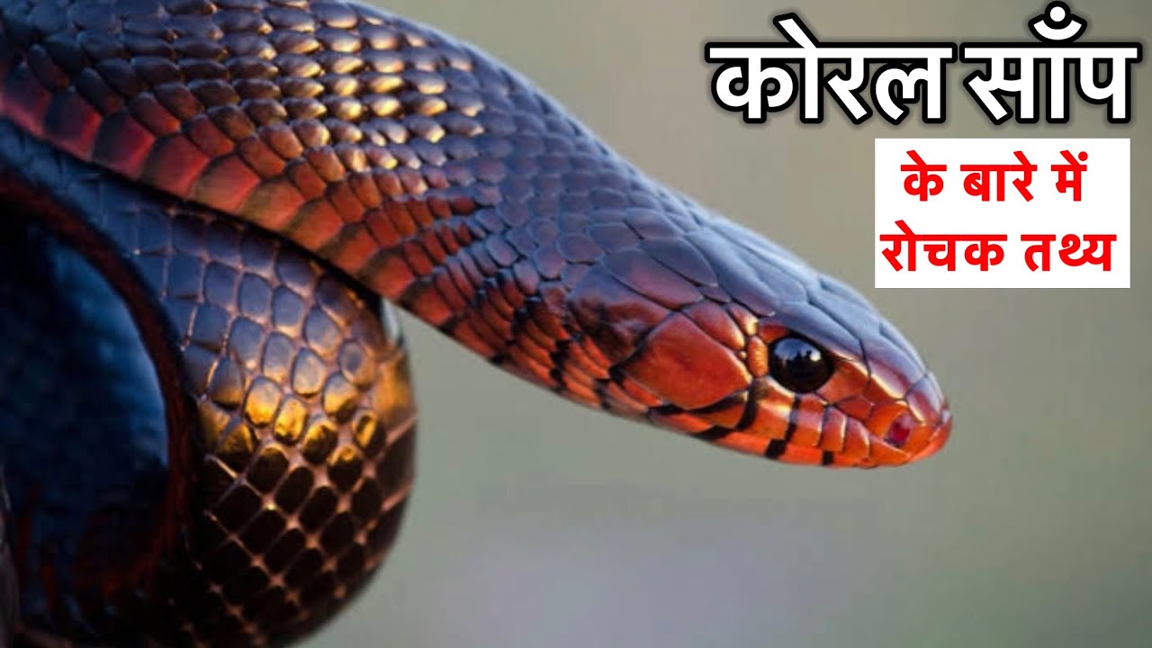 कोरल साँप के बारे में 11 रोचक तथ्य || Interesting information about Coral snake