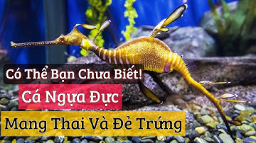 Khám Phá Đại Dương | Hải Mã (Cá Ngựa) - Những Điều Thú Vị Có Thể Bạn Chưa Biết | Kiến Thức Mỗi Ngày