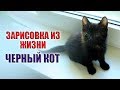 ЗАРИСОВКА ИЗ ЖИЗНИ ЧЕРНЫЙ КОТ