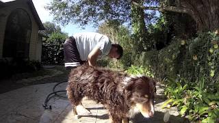 Jack's Bath Time