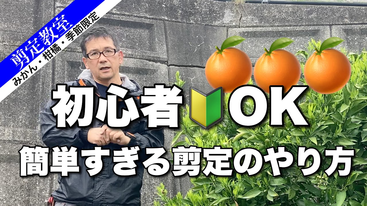シズク　みかん Amazon.co.jp: Miyazaki Prefecture Sun Shizuku Special Multi