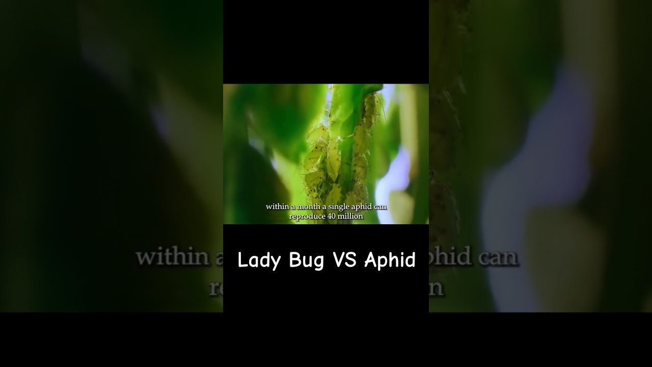 Lady Bug vs Aphid 🐞 PART - 1 
