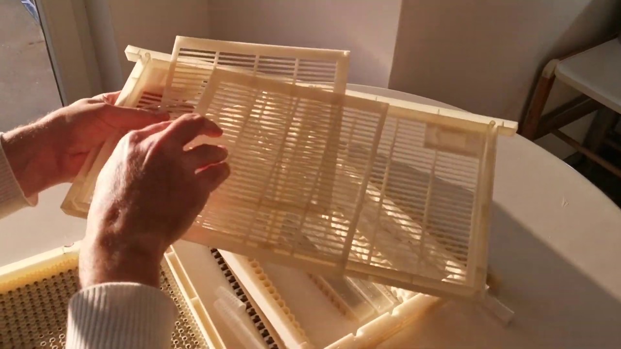 نظام انتاج الملكات والغذاء الملكي |CQR-3 Queen Rearing Kit Feedback Video