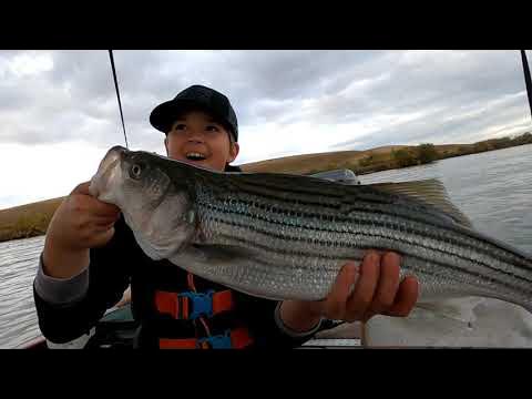 STRIPER FISHING From the Bank of the Sacramento River 