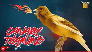 A Special Canary to Seduce All The Canaries | The Belgian Singing Canary training 4K - Canary IDN