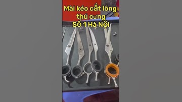Mài kéo cắt lông thú cưng tại 101 Hoàng Ngân 0961455991