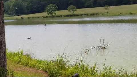 Swallow Tailed Kites getting water
