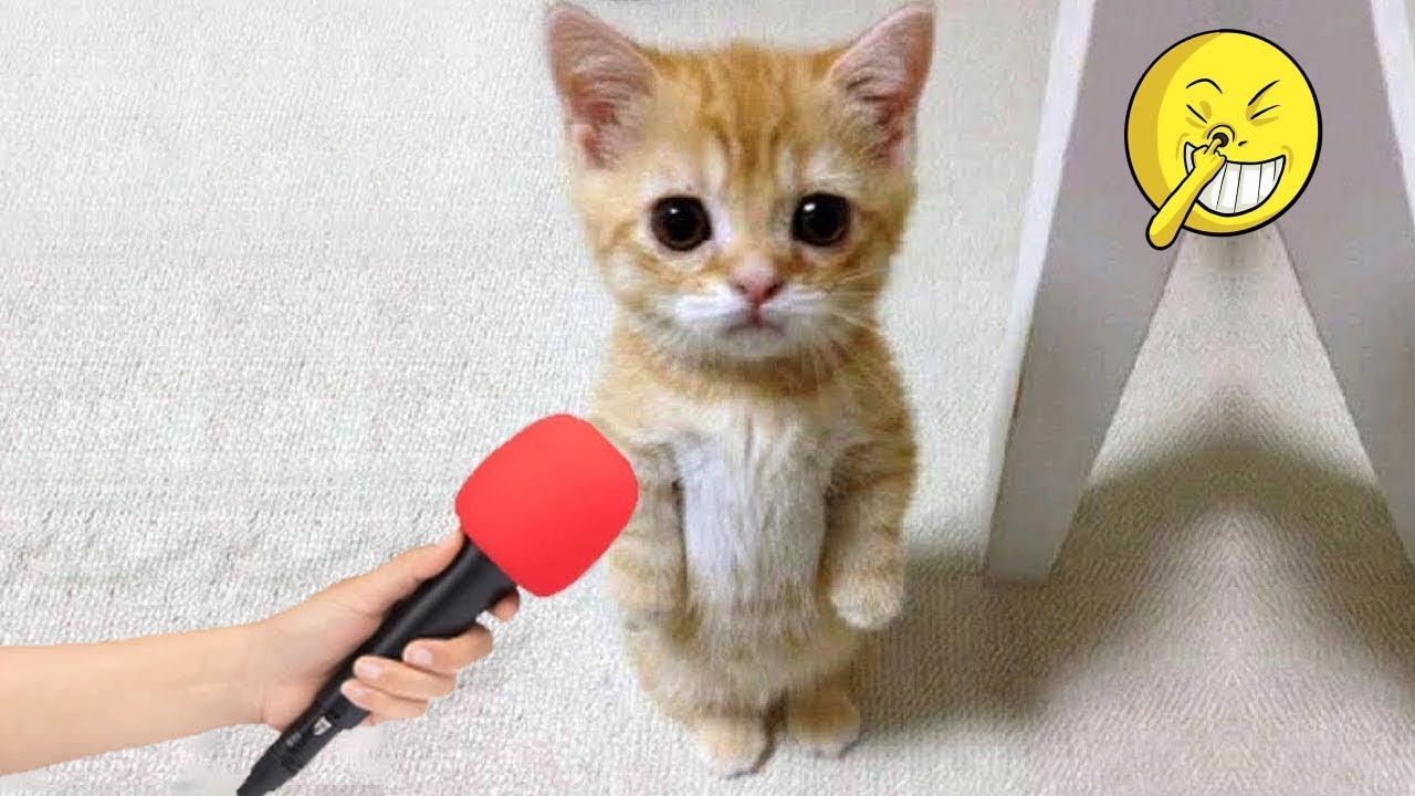 Hilarious Pet Moments Make You Laugh So Hard #46